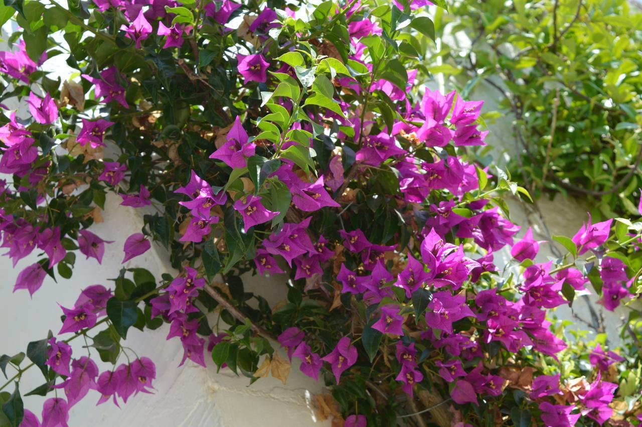 Bed and Breakfast The Proud Garden Carovigno Exterior foto